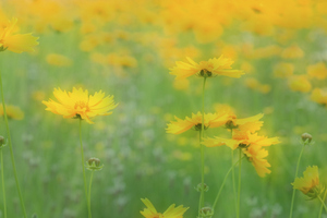 AlleviateAllergies 122558627